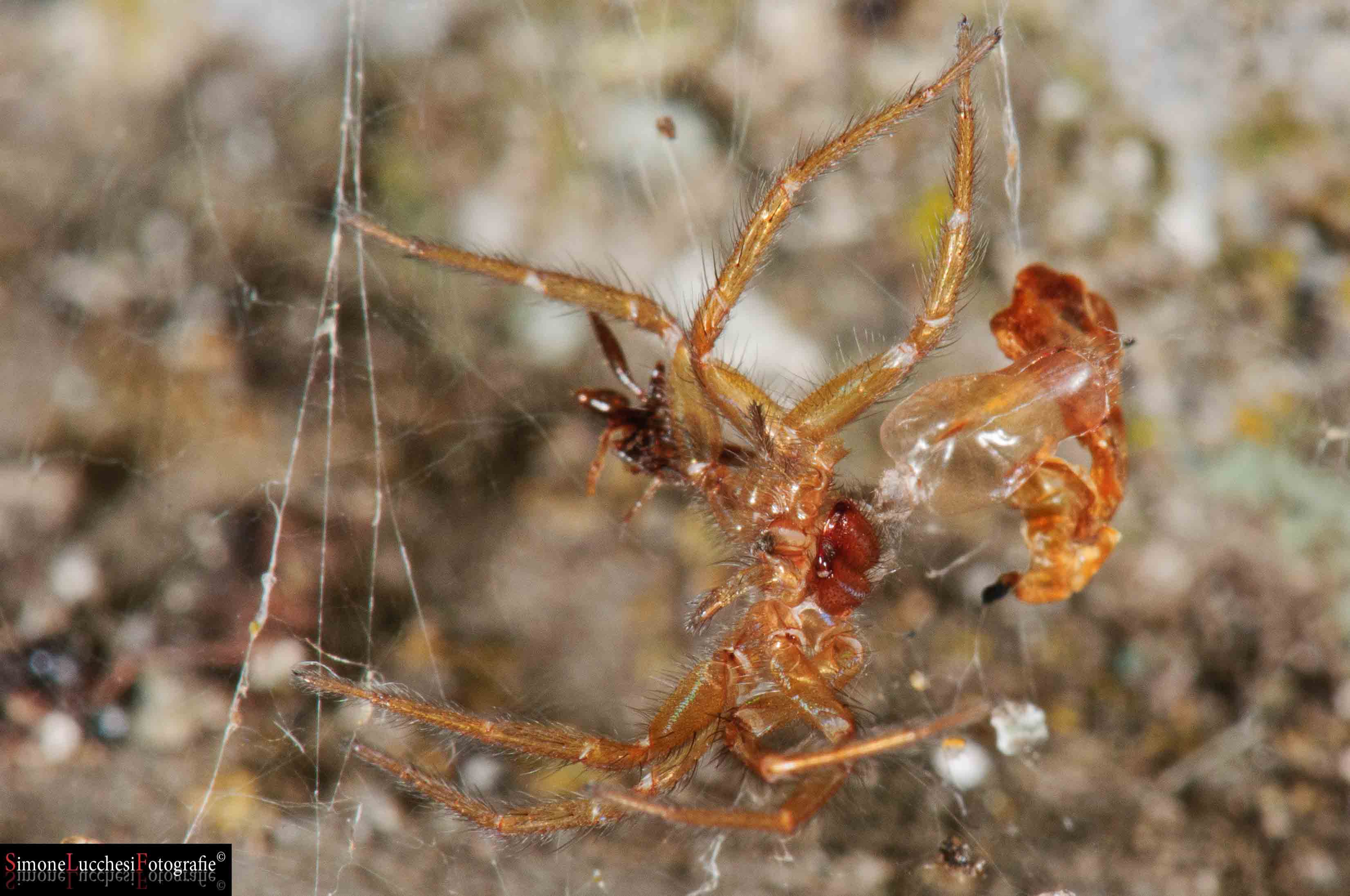 Una bestiola curiosa: exuvia (Lycosoides coarctata)